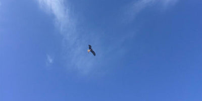 'Life on the Moss Falcon Freeway' - Conversations About Life